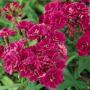 Seminte profesionale Dianthus hybrid - Garofite de gradina - imagine 49007